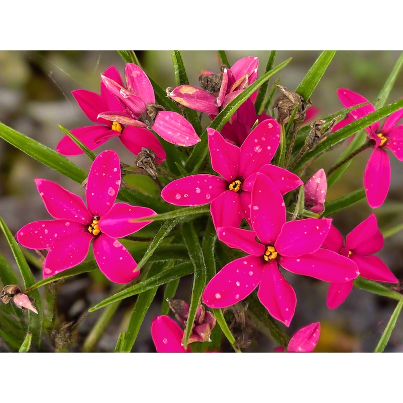 x Rhodoxis ‘Mrs Betsy’|9 cm pot|1 Litre pot