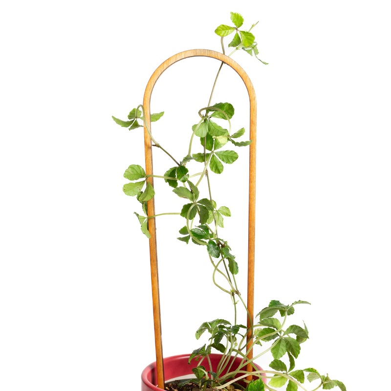 19 Arch Trellis – Walnut
