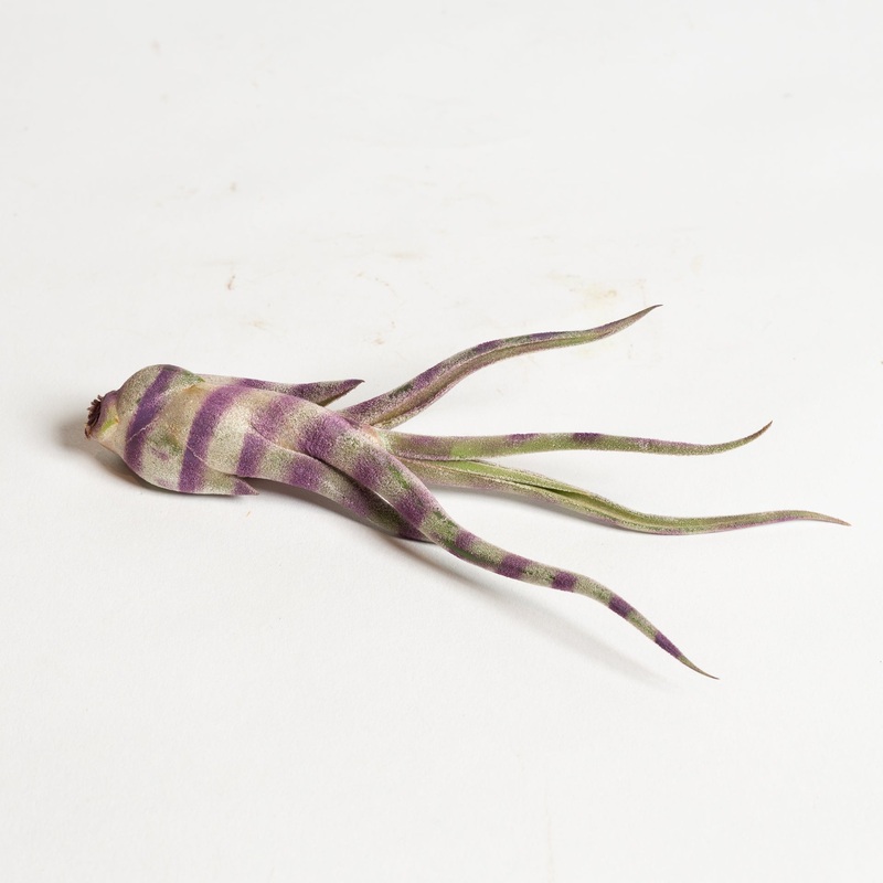 Air Plant ‘Caput Medusae – Purple Stripe’ 4-5