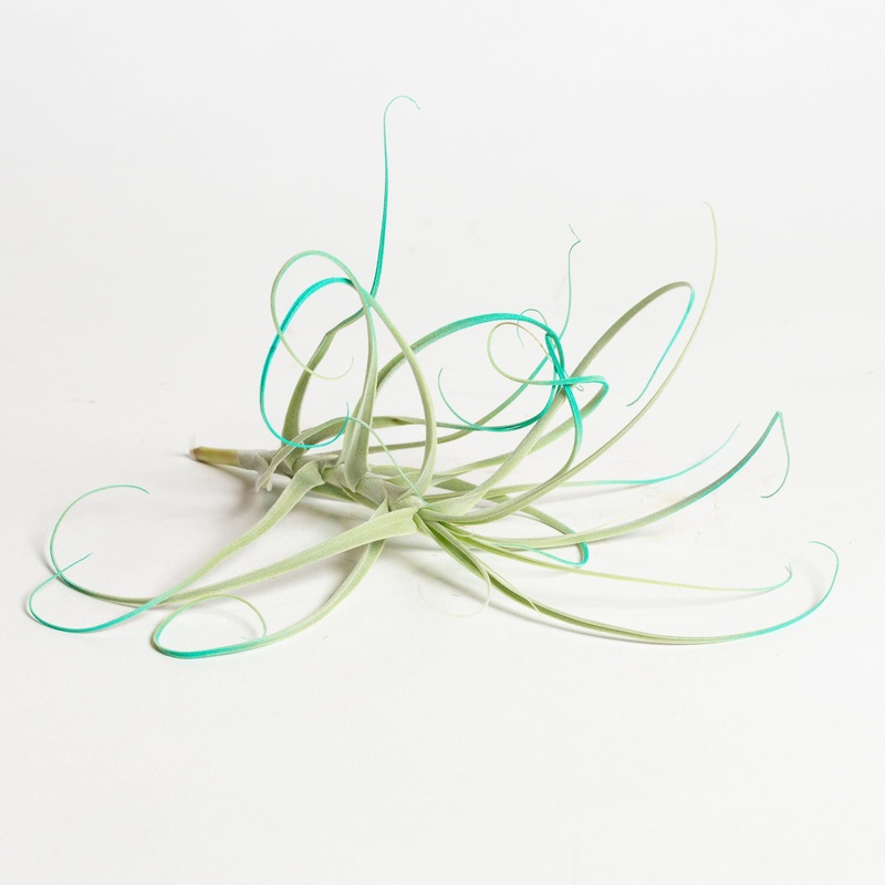 Air Plant ‘Turquoise Tilly’ 4-6