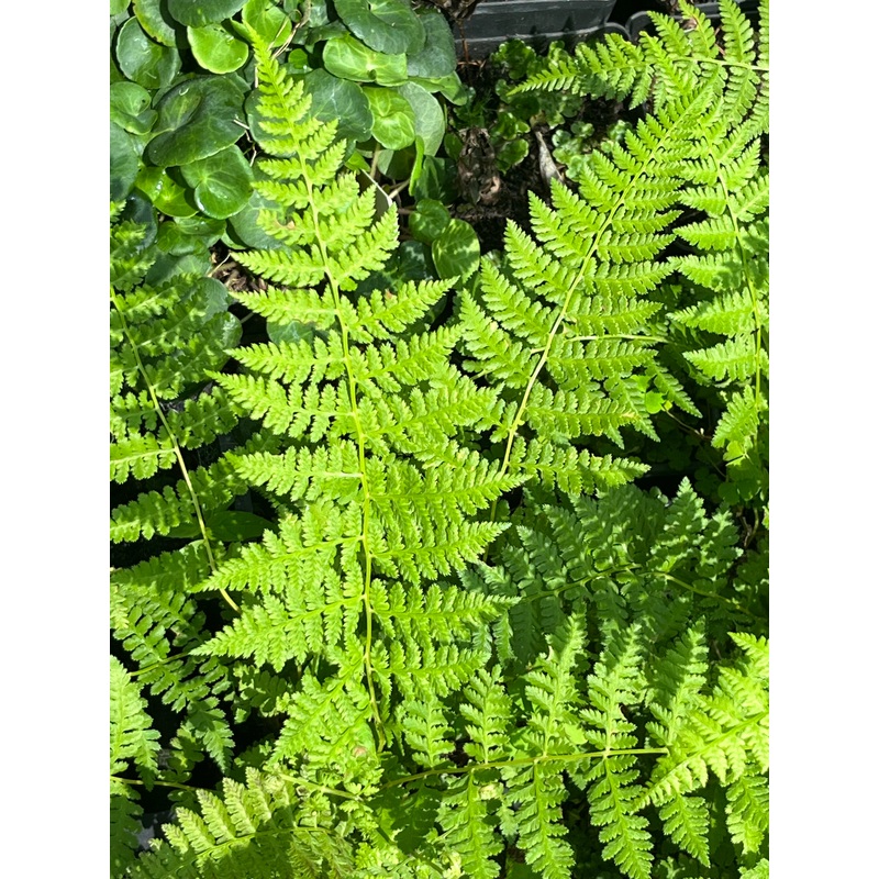 Athyrium davidii|1 Litre pot|2 Litre|3 Litre pot|9 cm pot
