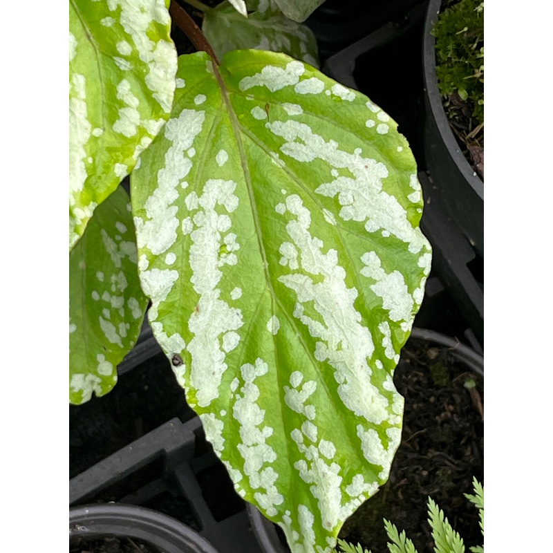 Begonia hatacoa var. hatacoa|1 litre pot|9 cm pot