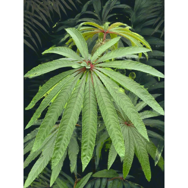 Begonia luxurians|1 litre pot|9 cm pot