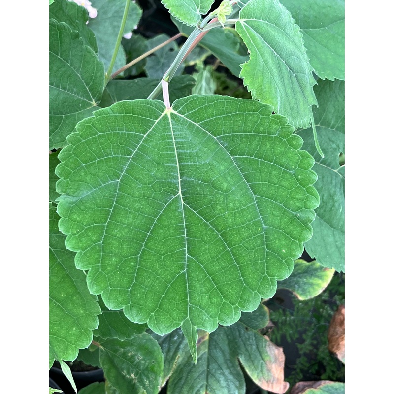 Boehmeria macrophylla var. rotundifolia PB 02-530