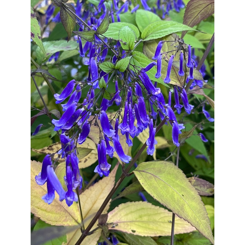 Isodon (Plectranthus)  longitubus ‘Kutani’