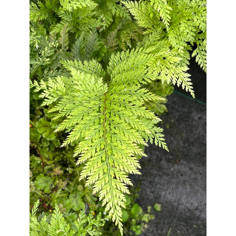 Leptolepia novae-zelandiae|3 litre|1 Litre pot
