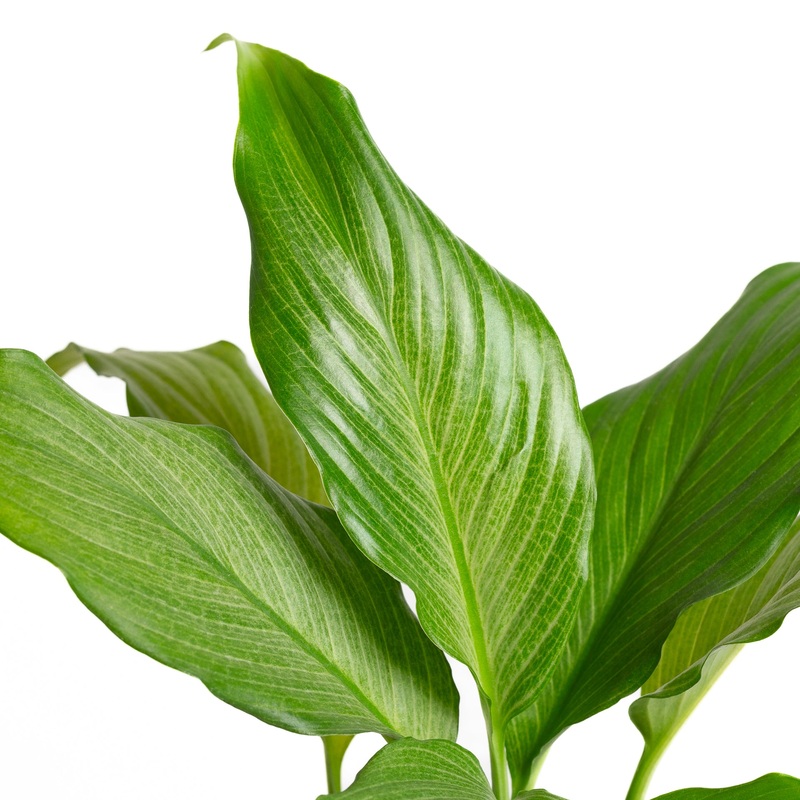 Peace Lily ‘Platinum Mist’ 4|4″ in nursery pot