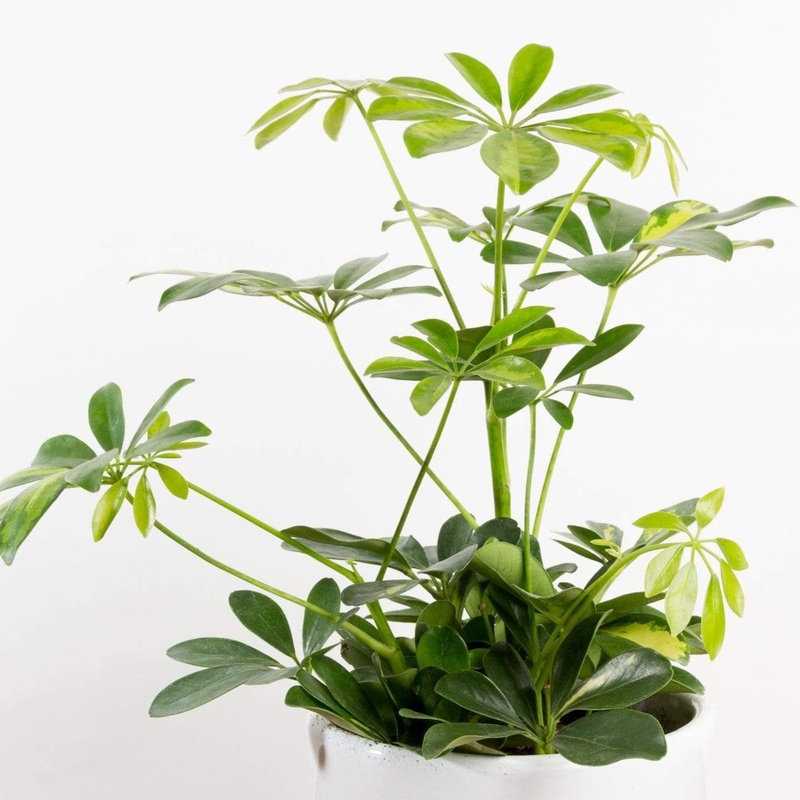 Umbrella Plant ‘Gold Capella’ 6