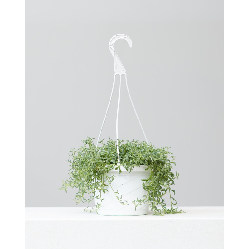 8 HANGING BASKET, SENECIO ‘STRING OF DOLPHINS’