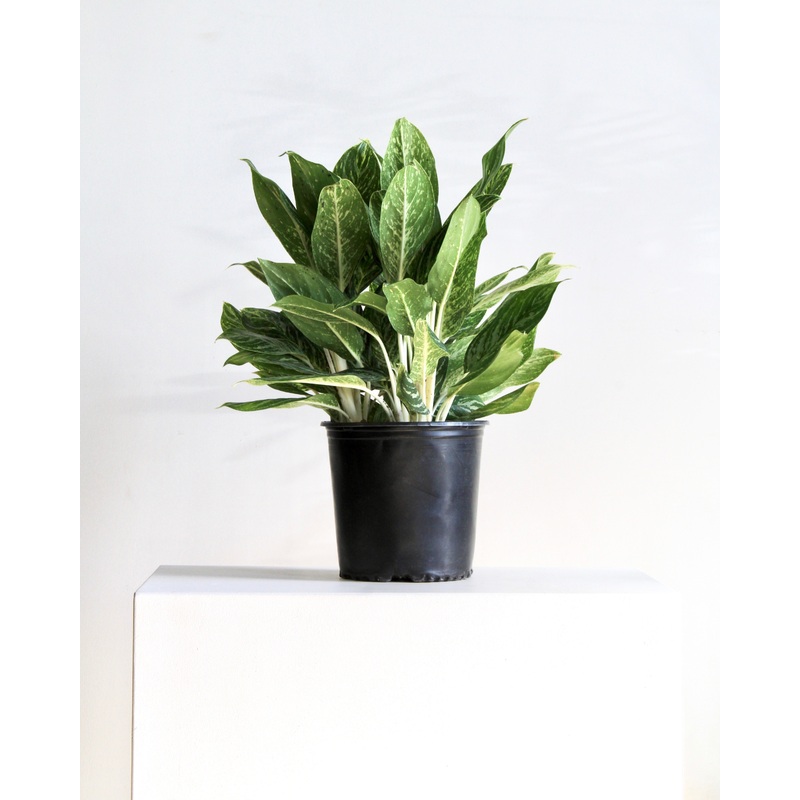 AGLAONEMA ‘GOLDEN MADONNA’ 10 Grower Pot