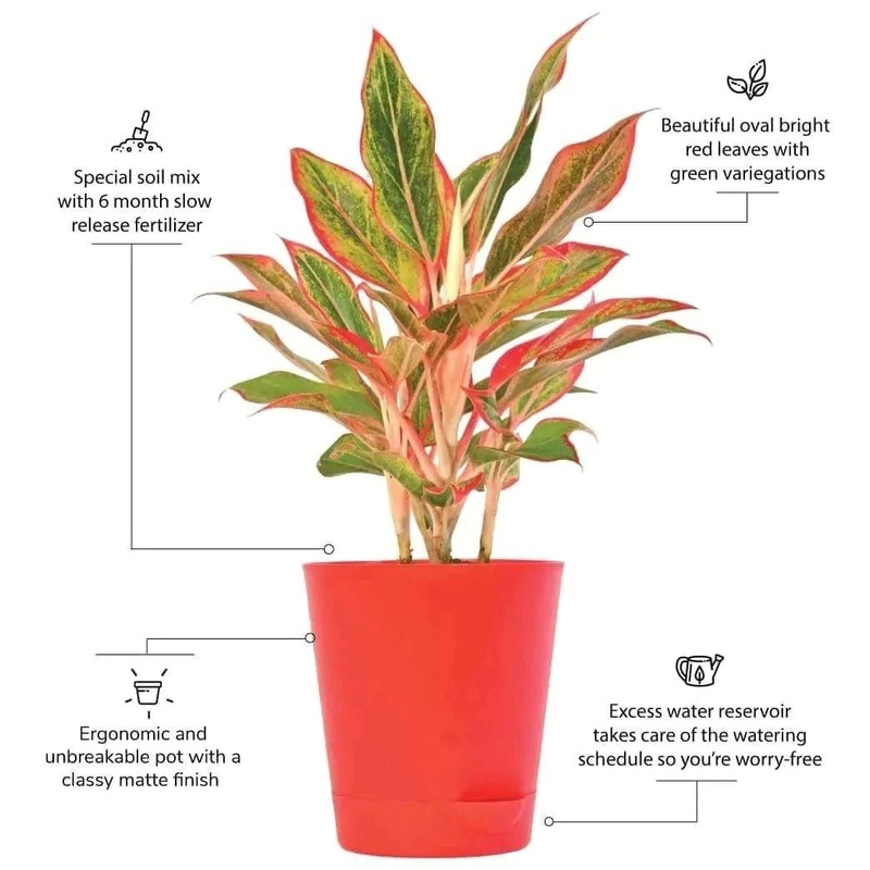 Aglaonema Red Plant