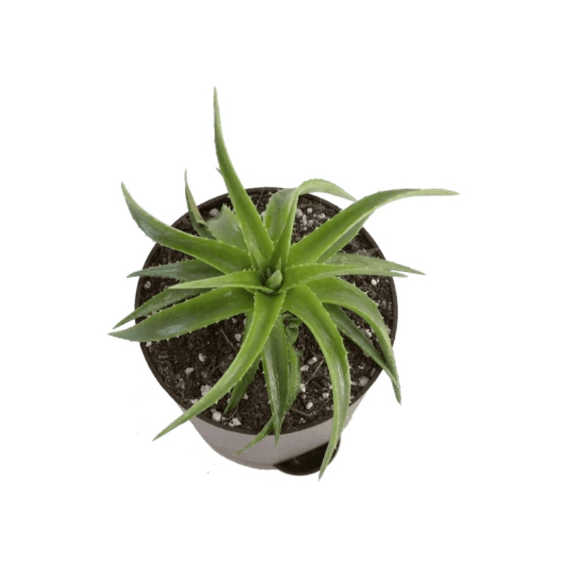 Aloe Vera Green Mini Plant