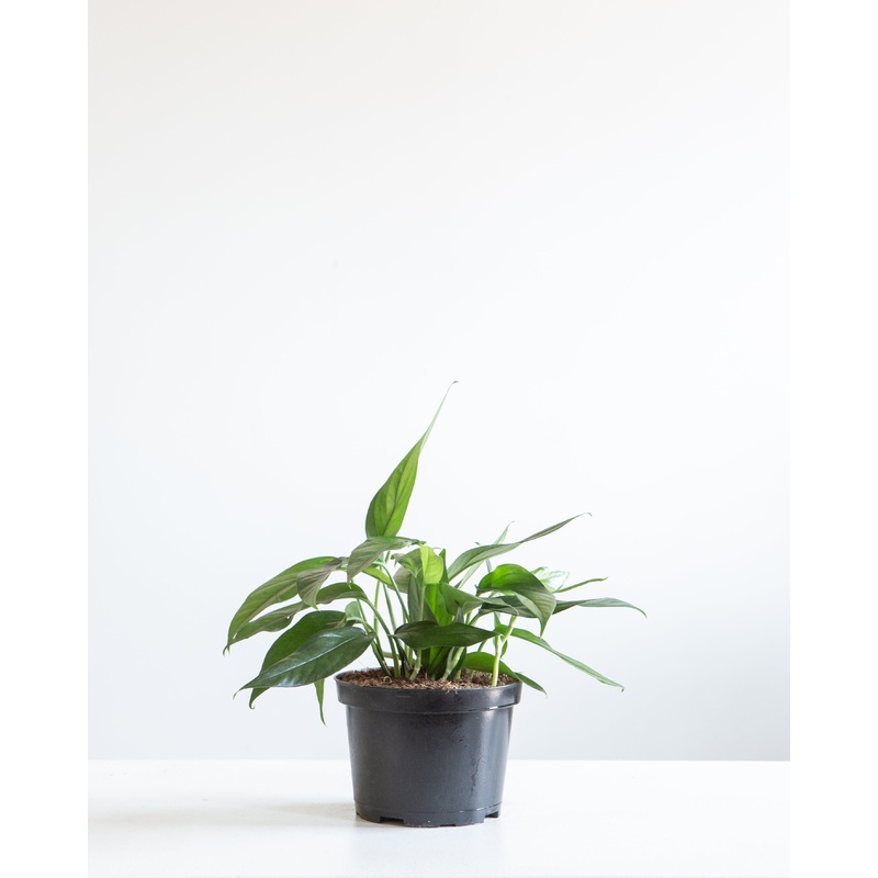Baltic Blue Pothos: Epipremnum aureum – 6 inch pot