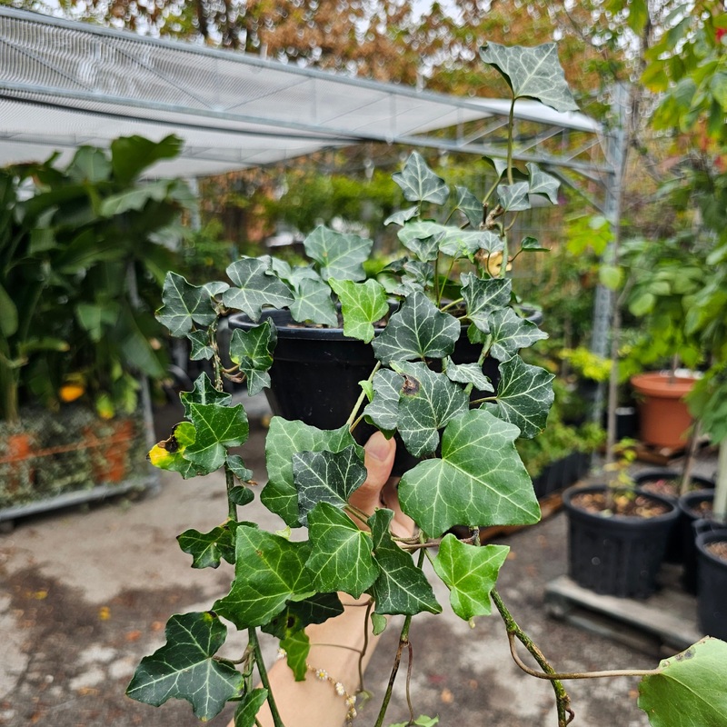 Baltic Ivy: Hedera helix ‘Baltica’