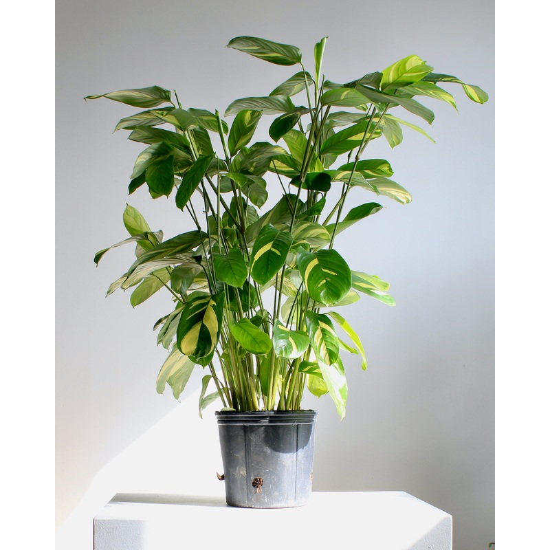 Bamburanta: Ctenathe lubbersiana – 10 inch pot