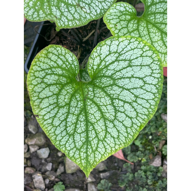 Brunnera macrophylla ‘Alexander’s Great’