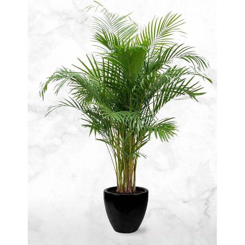Buy Areca Palm Plant
