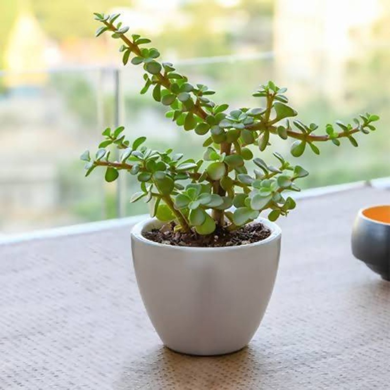 Buy Jade Plant