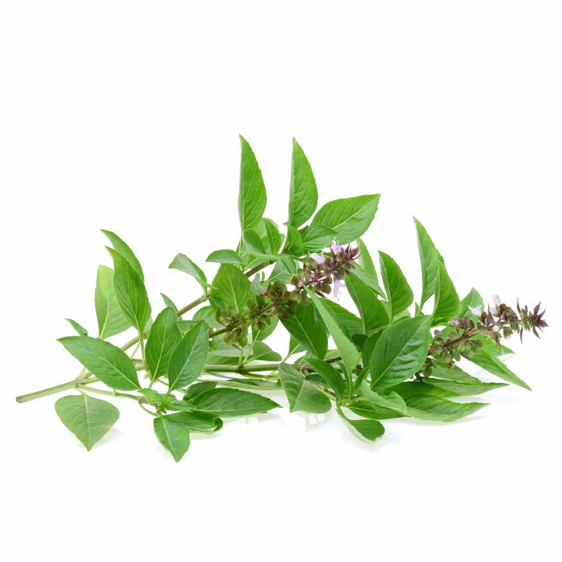 Buy Tulsi Seeds (Holy Basil)