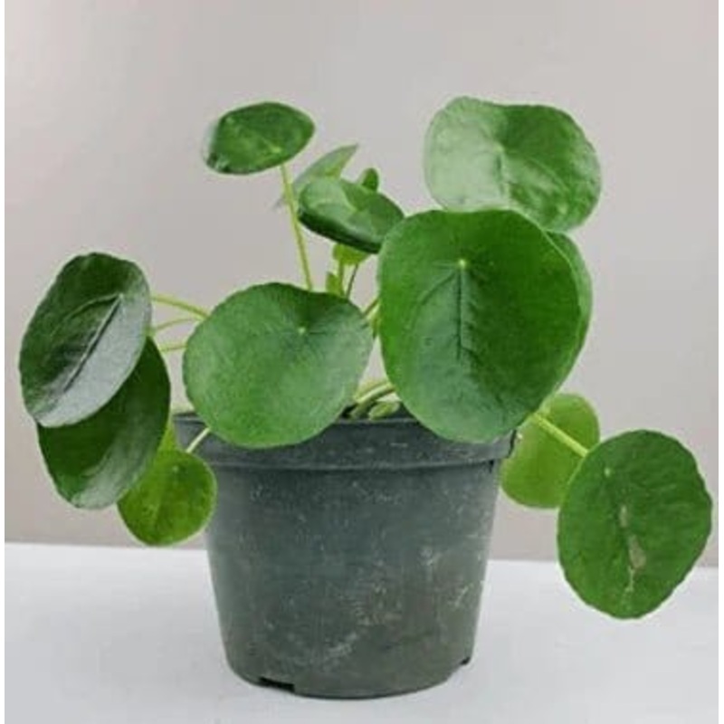 Chinese Money Plant