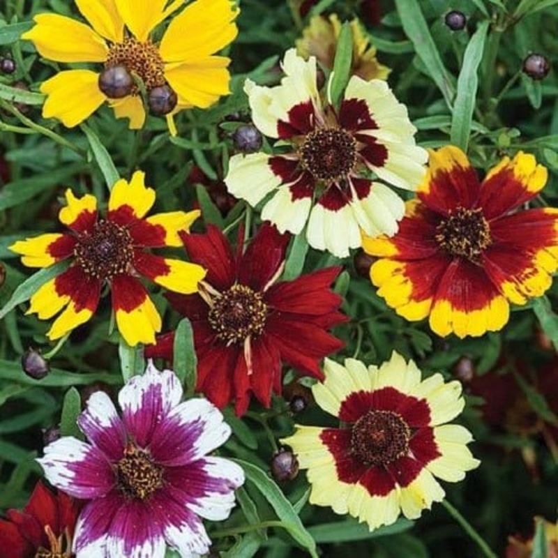 Coreopsis Mixed Flower Seeds