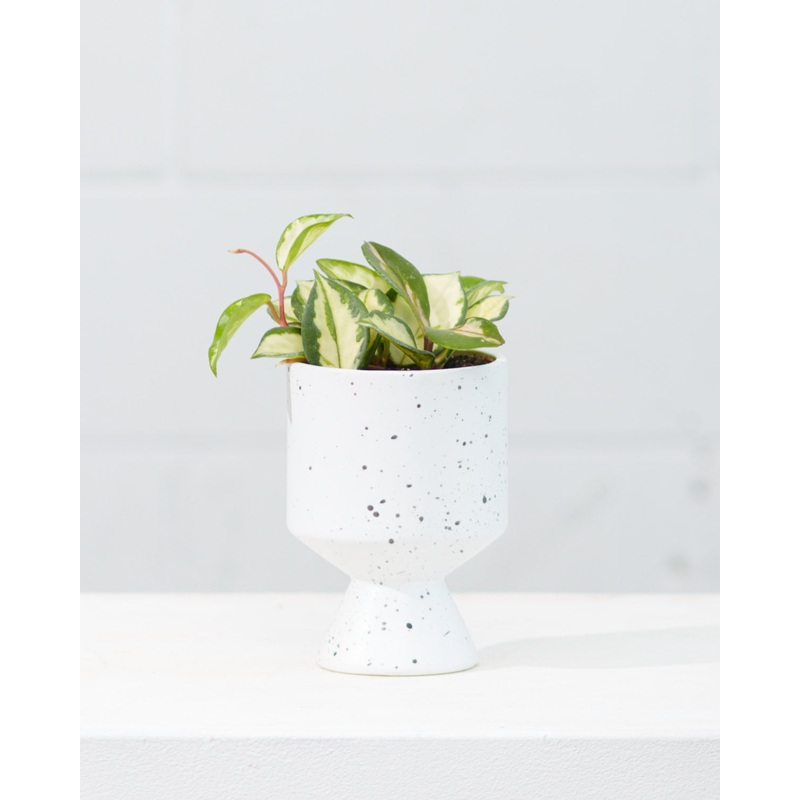 De Vil Pot | 5 inch Nursery Pot