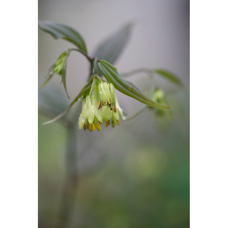 Disporum longistylum Night Heron seedlings