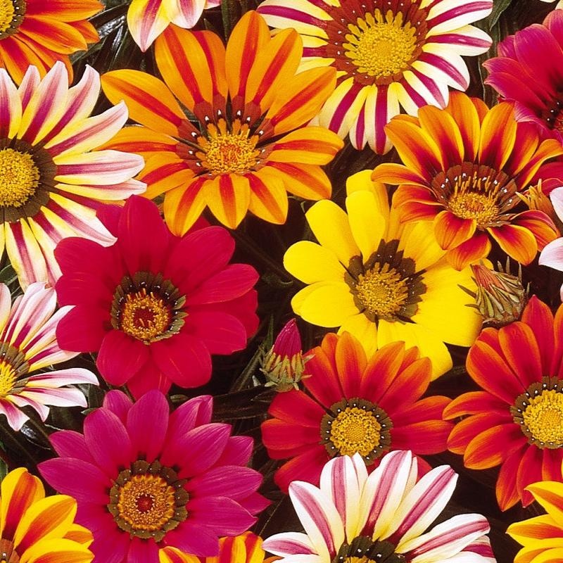Gazenia Sunshine Mix