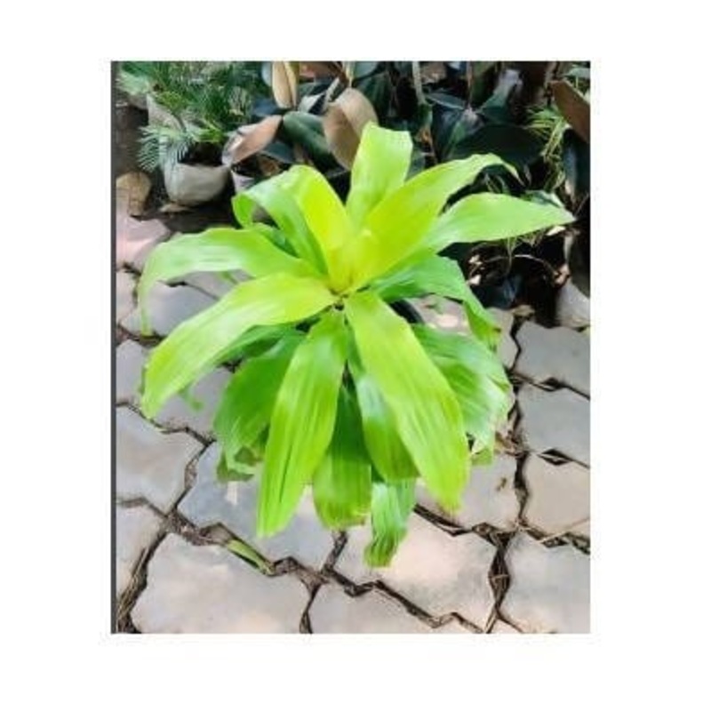 Golden comfort Plant
