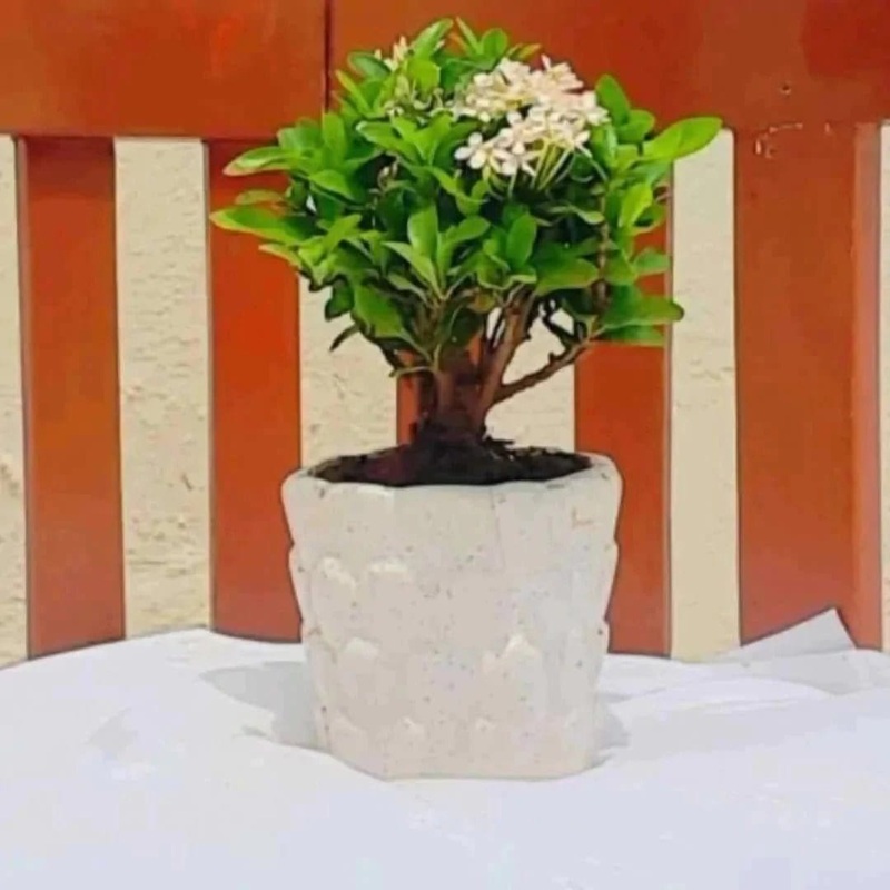 Ixora Plant
