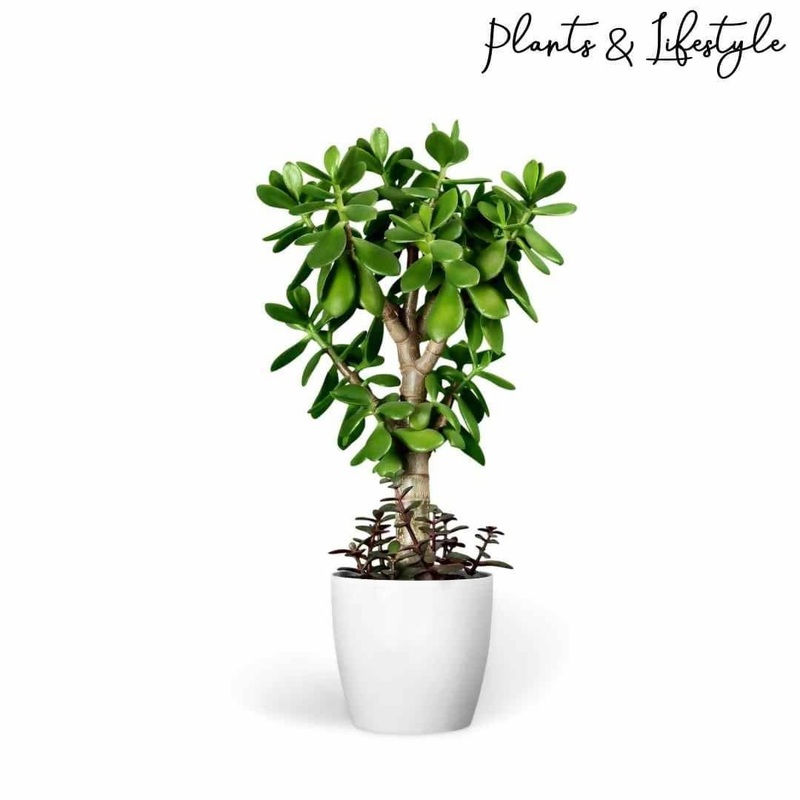 Jade Plant