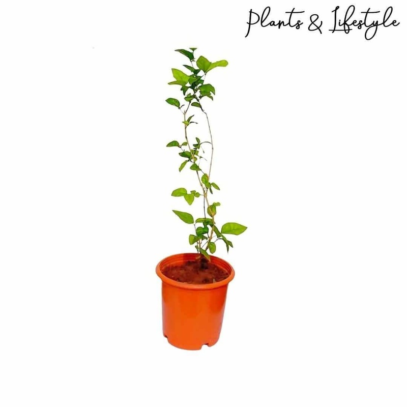 Jasmine Plant