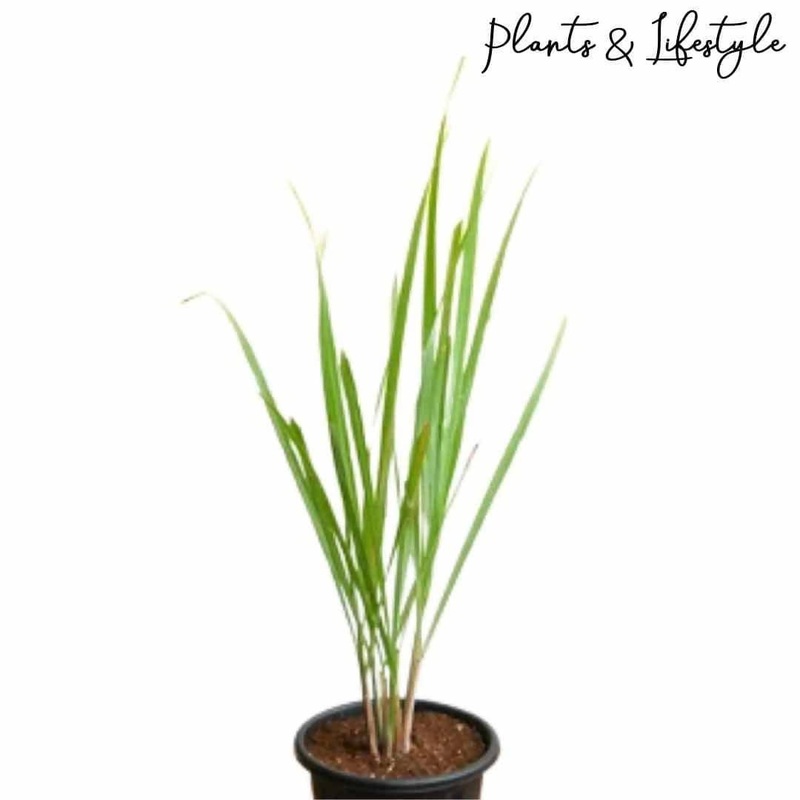 Lemon Grass