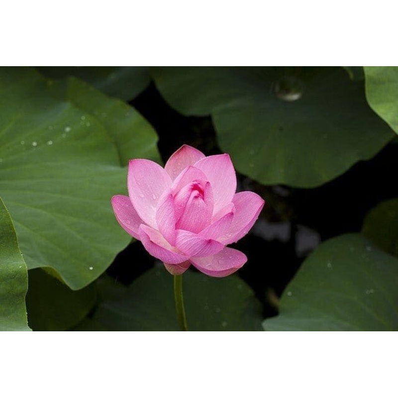 Lotus Seeds