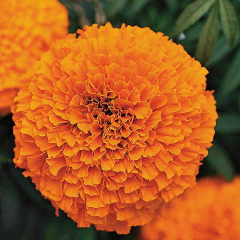 Marigold Garland Orange