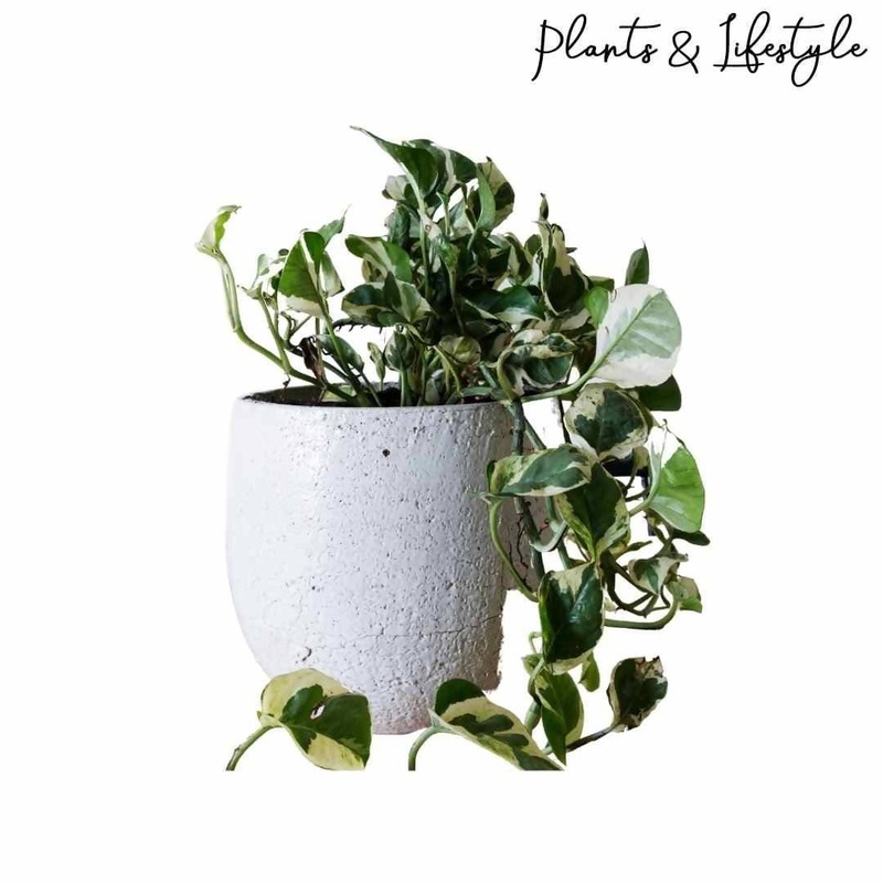 Money Plant Devil’s Ivy Plant