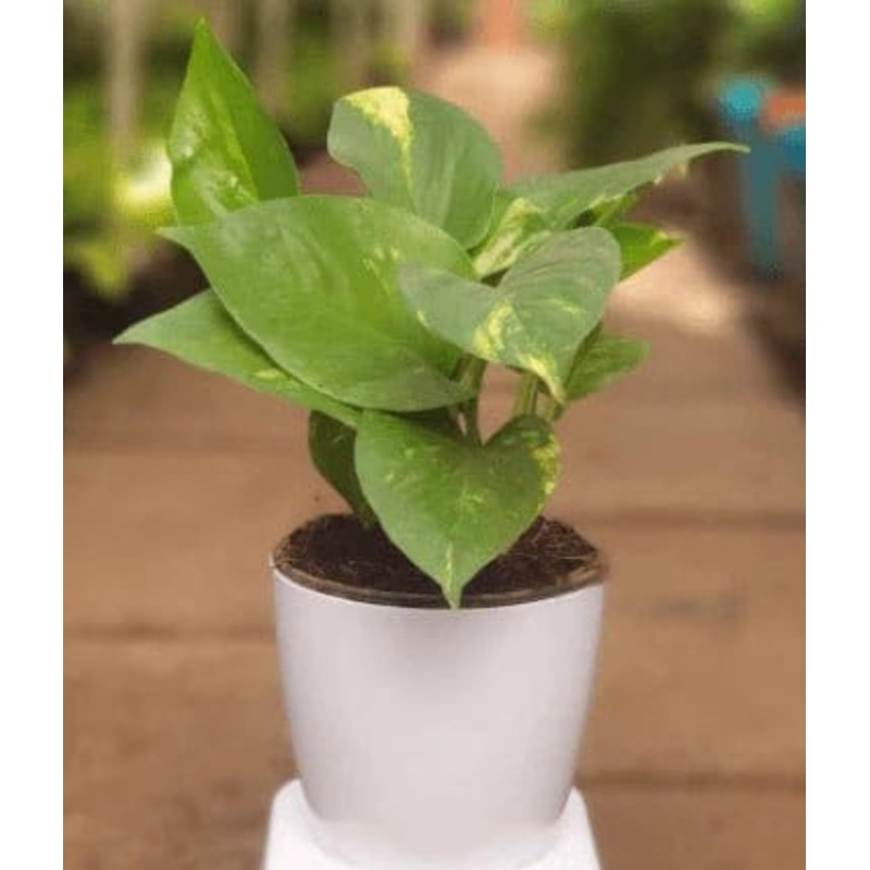 Money Plants