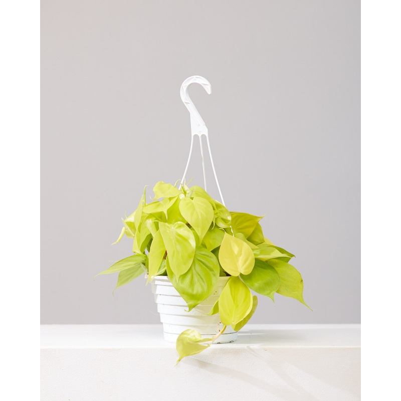 Neon Heart Leaf: Philodendron cordatum ‘Lemon’ – 8 inch hanging basket