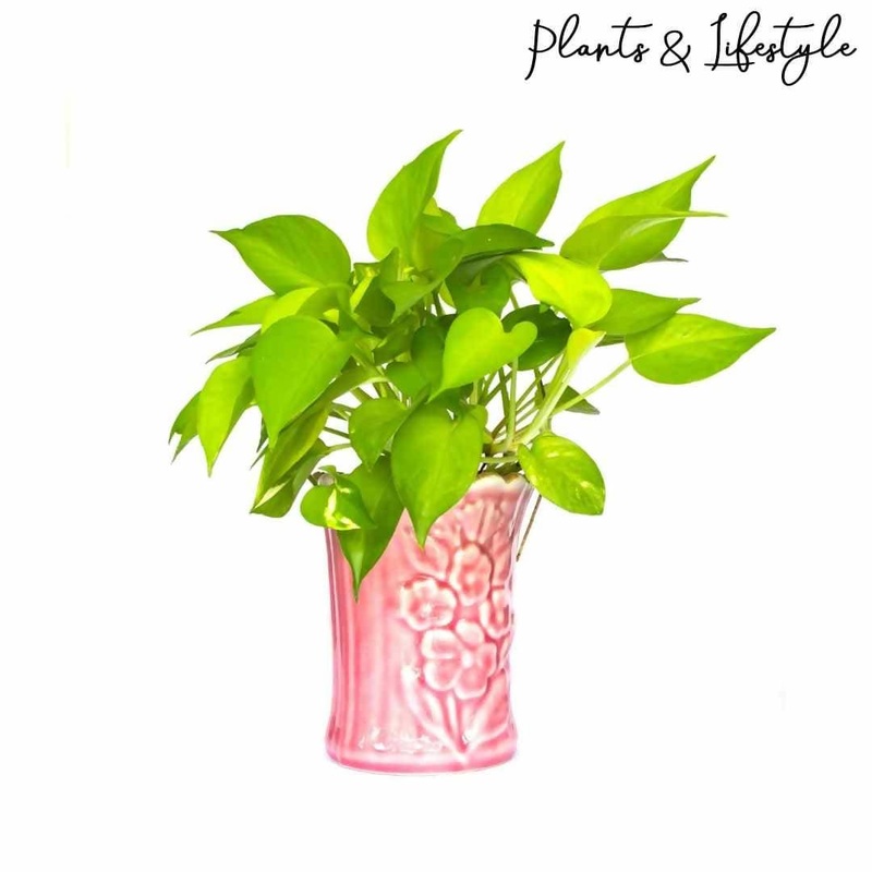 Neon Money Plant