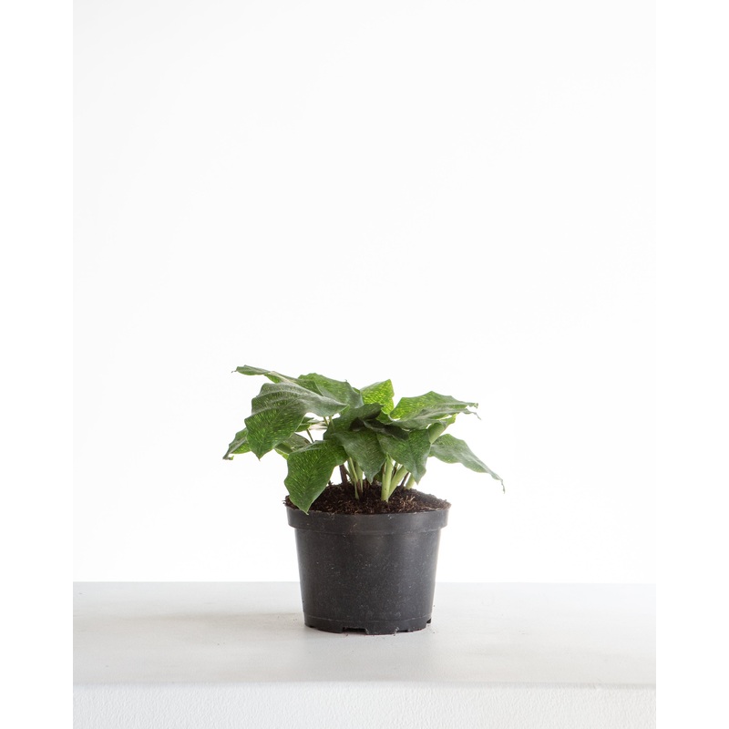 Network Calathea Musaica: Goeppertia kegeljanii – 6 inch pot