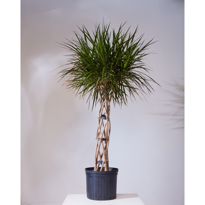 Open Weave Dragon Tree: Dracaena marginata – 14 inch pot – 5.5-6 foot tall