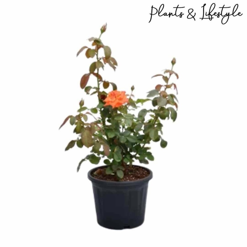 Orange Rose Plant
