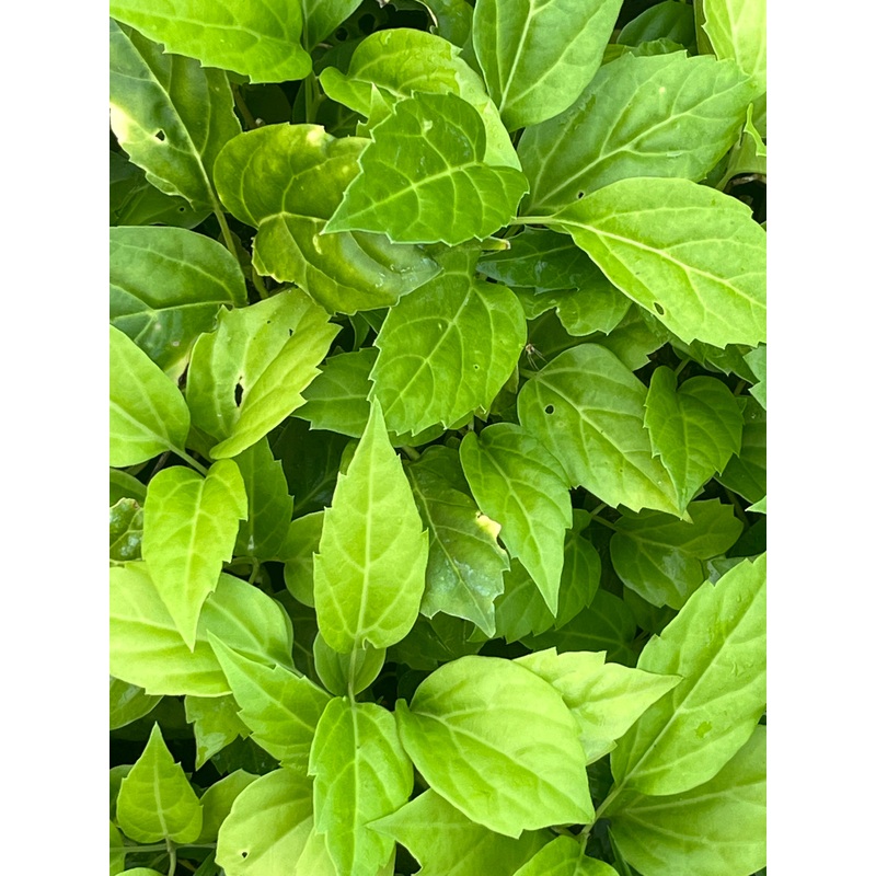 Pachysandra axillaris ‘Crug’s Cover’ BWJ8032