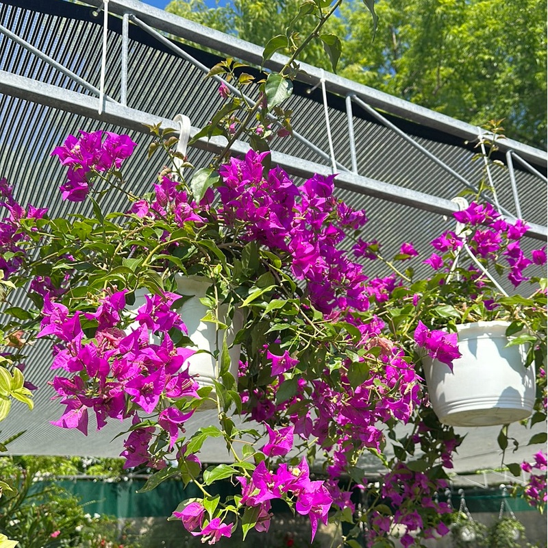 Paperflower: Bougainvillea – 10 inch hanging basket