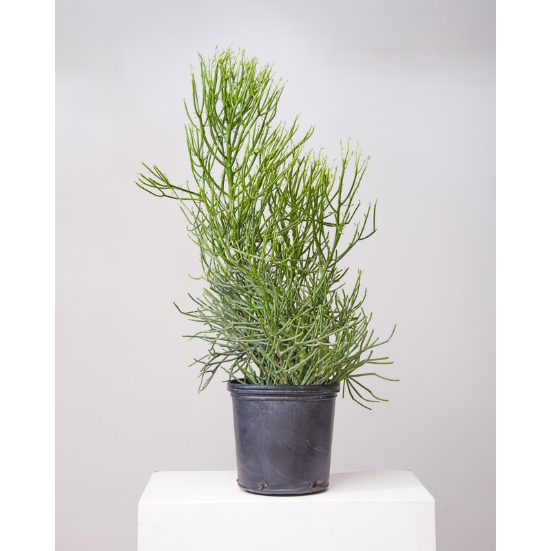 Pencil Cactus: Euphorbia tirucalli ‘Firestick’ – 12 inch pot – 4-5 foot tall