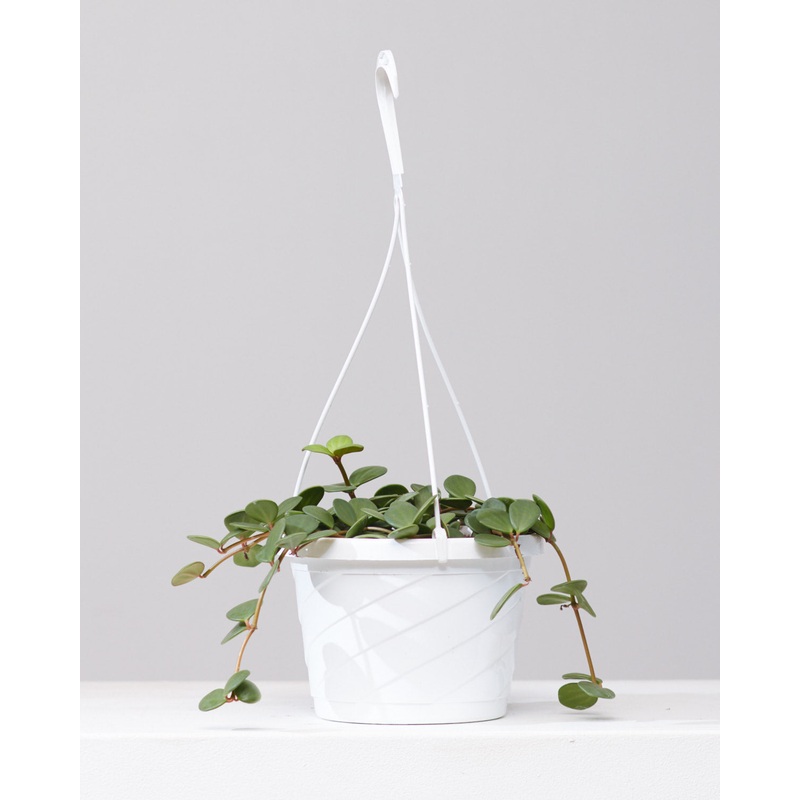 Peperomia Hope: Peperomia perciliata – 8 inch hanging basket