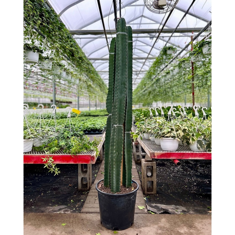 Peruvian Apple Cactus: Cereus repandus – 14 inch pot – 5-6 foot tall