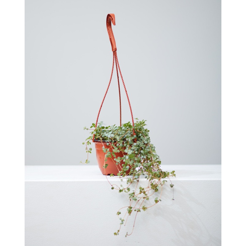 PILEA AQUAMARINE ‘BLUE TEARS 6 HANGING BASKET