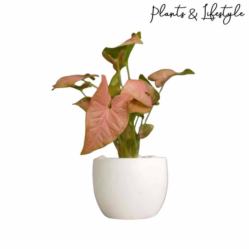 Pink Syngonium Plant