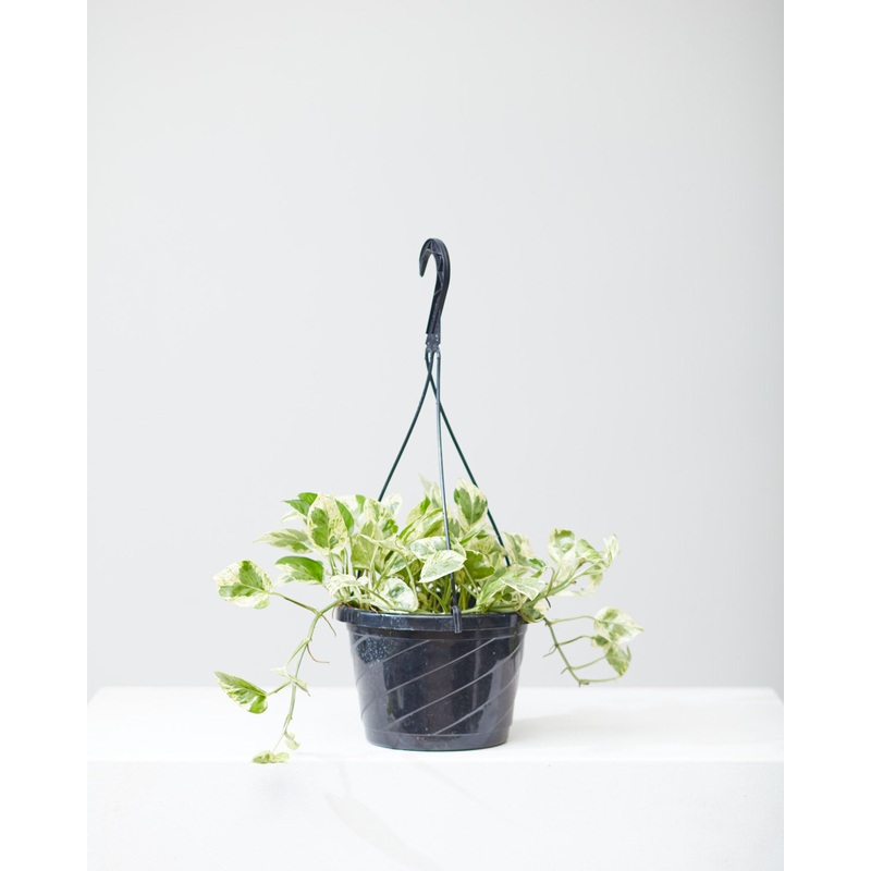 POTHOS N JOY 8 HANGING BASKET